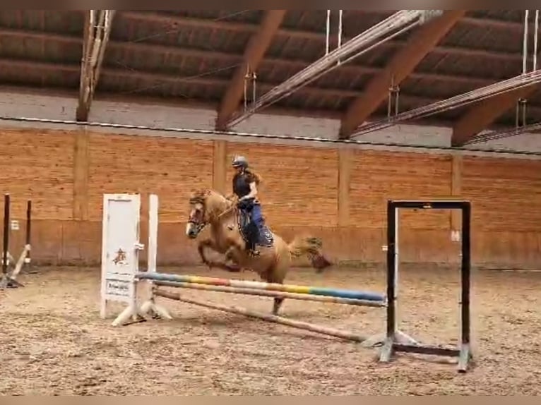 Konik Mare 13 years 13,1 hh  in Biała