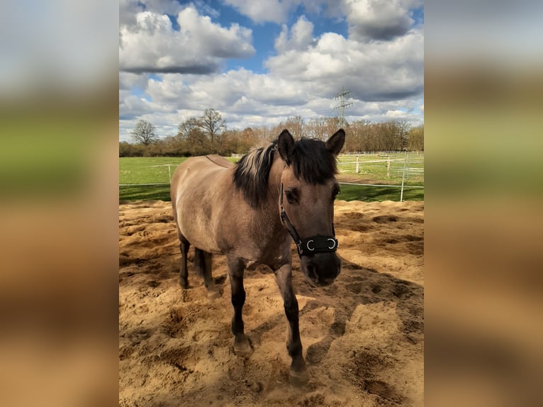 Konik Mare 13 years 13,2 hh Dun in Hamburg s&#xFC;lldorf
