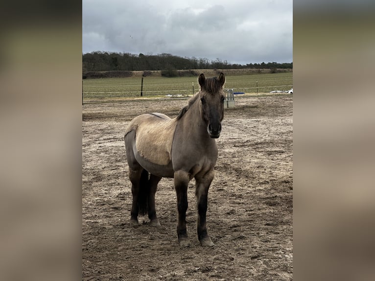 Konik Mare 13 years 13,2 hh Dun in Michendorf