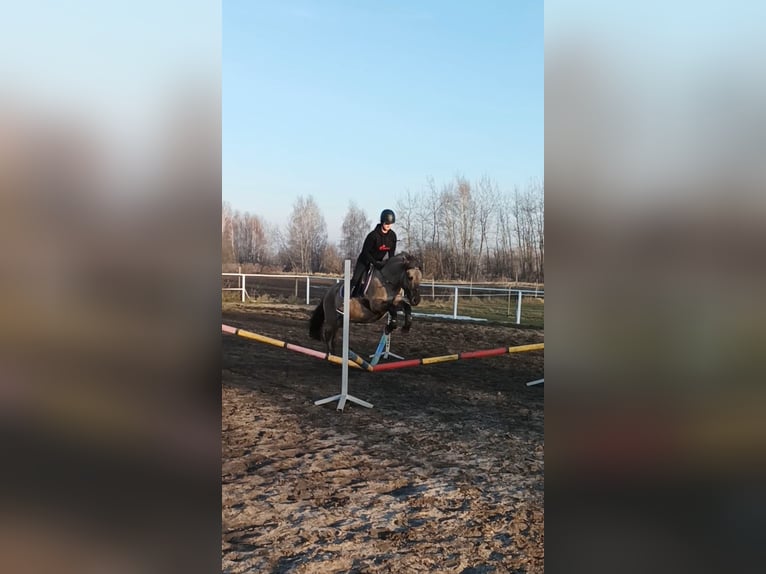 Konik Mare 13 years 14,1 hh in Katowice