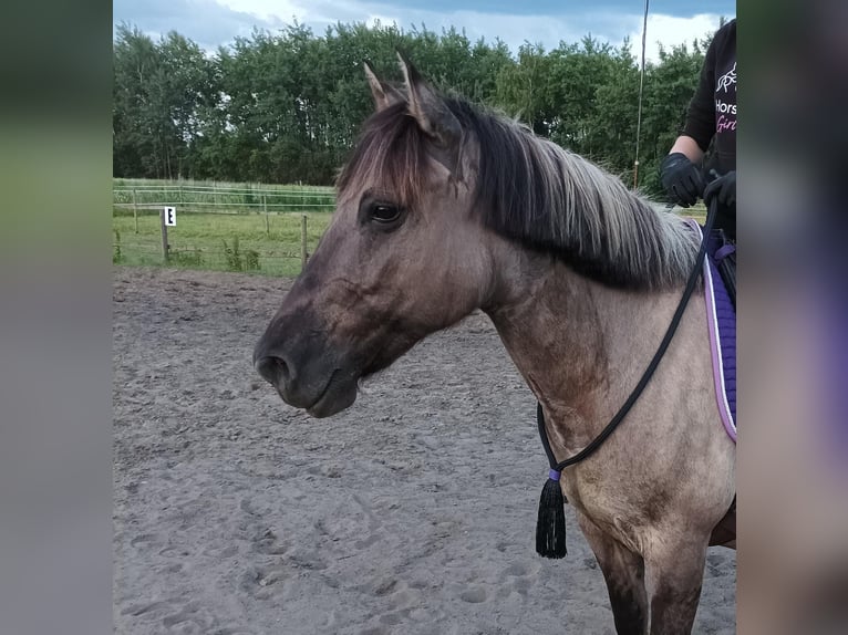 Konik Mare 13 years 14,1 hh in Katowice