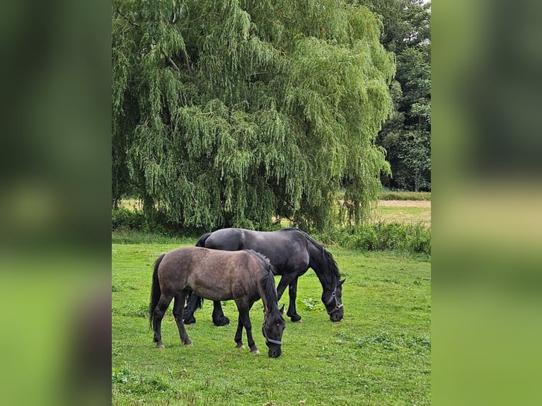 Konik Mare 14 years 13.2 hh Bay-Dark in Nostorf