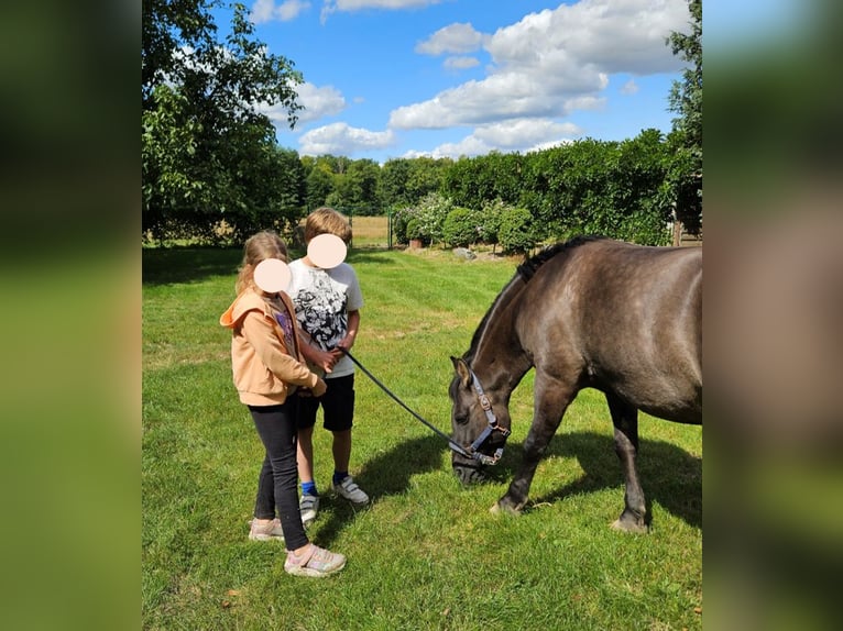 Konik Mare 14 years 13,2 hh Bay-Dark in Nostorf