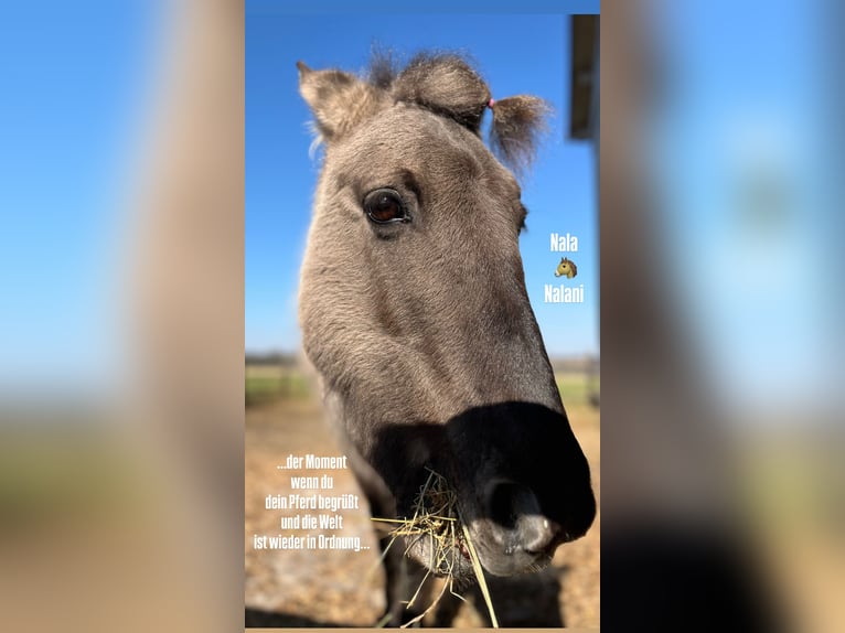 Konik Mare 16 years 11.3 hh Dun in Kötz