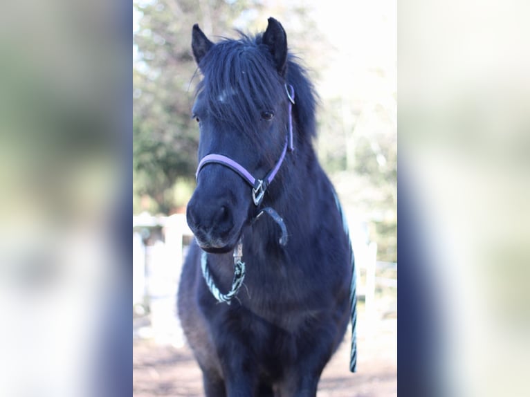 Konik Mix Mare 16 years 11,2 hh Black in Herrischried