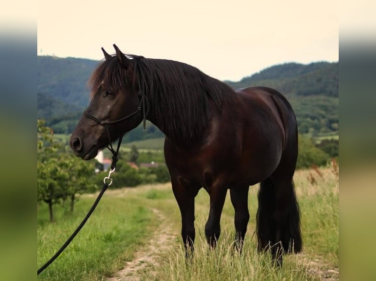 Konik Mix Mare 16 years 11,2 hh Black in Herrischried
