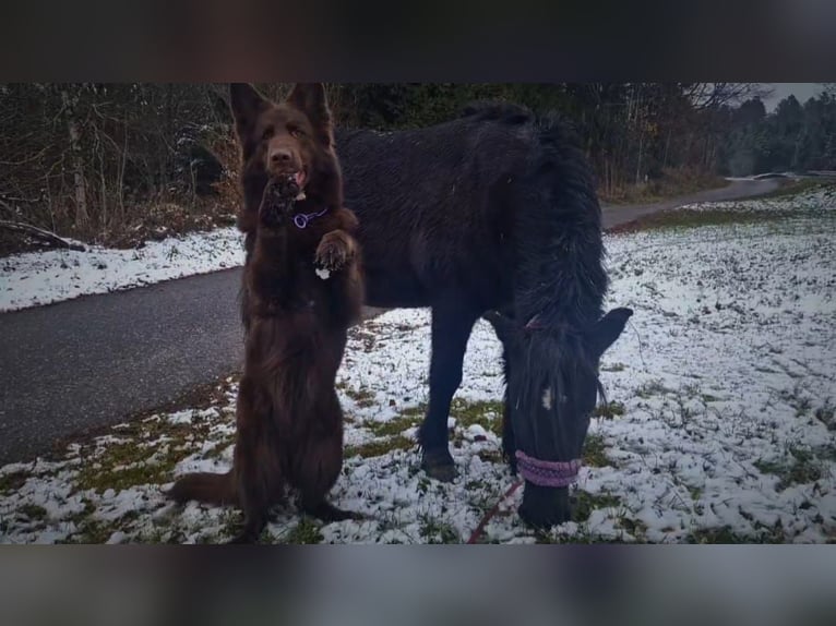 Konik Mix Mare 16 years 11,2 hh Black in Herrischried