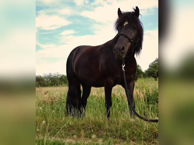 Konik Mix Mare 16 years 11,2 hh Black in Herrischried