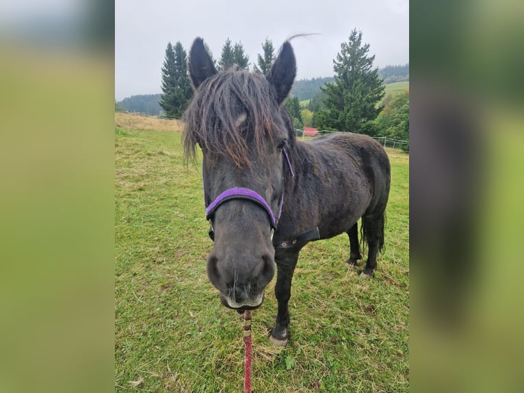 Konik Mix Mare 16 years 11,2 hh Black in Herrischried