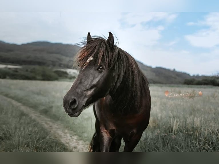 Konik Mix Mare 16 years 11,2 hh Black in Herrischried