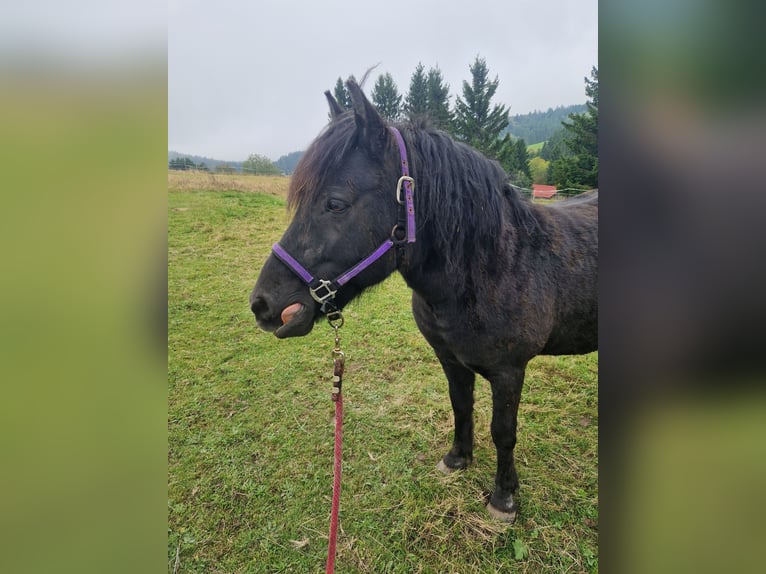 Konik Mix Mare 16 years 11,2 hh Black in Herrischried