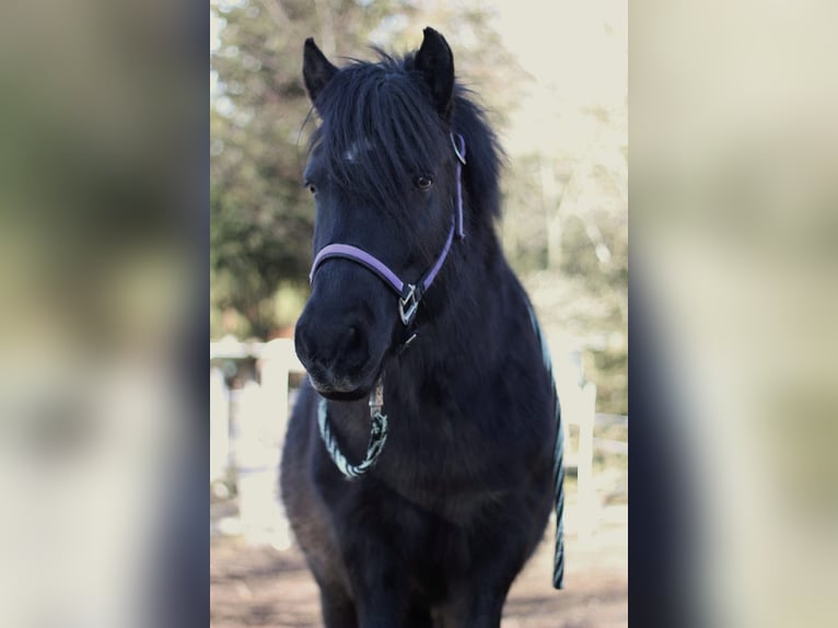 Konik Mix Mare 16 years 12,1 hh Black in Herrischried