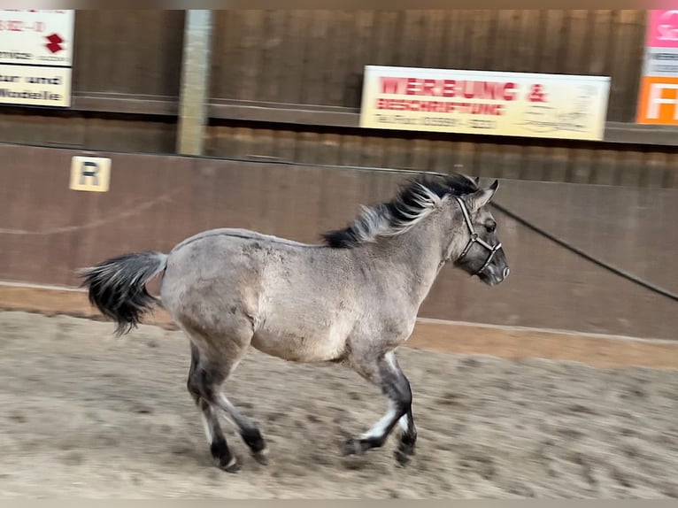 Konik Mare 1 year 12,1 hh Dun in Niesky