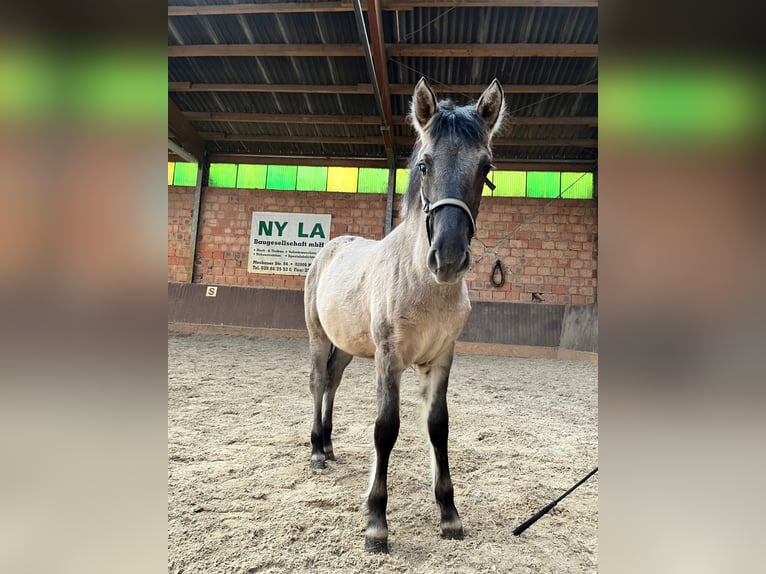 Konik Mare 1 year 12,1 hh Dun in Niesky