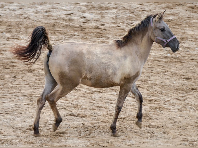 Konik Mare 1 year 13 hh Dun in Adelsheim