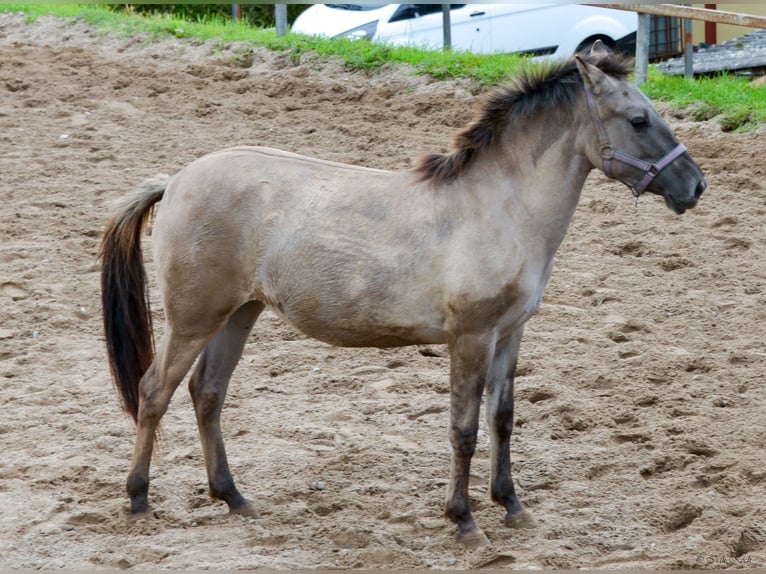 Konik Mare 1 year 13,1 hh Dun in Adelsheim Konik Mare 1 year 13,1 hh Dun in Adelsheim