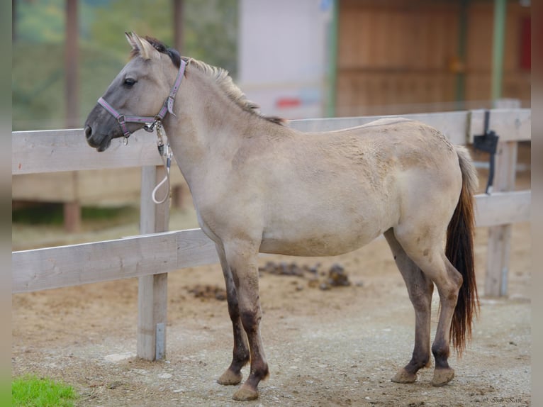 Konik Mare 1 year 13,1 hh Dun in Adelsheim Konik Mare 1 year 13,1 hh Dun in Adelsheim