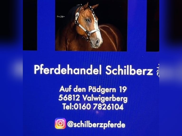 Konik Mare 1 year 13,1 hh Dun in Valwig