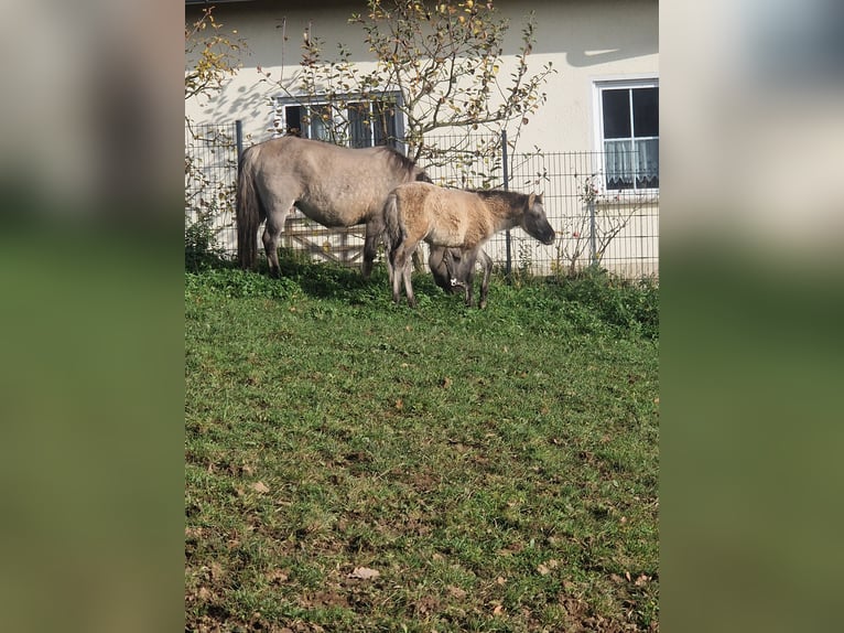Konik Mare 1 year 13,1 hh Dun in Valwig