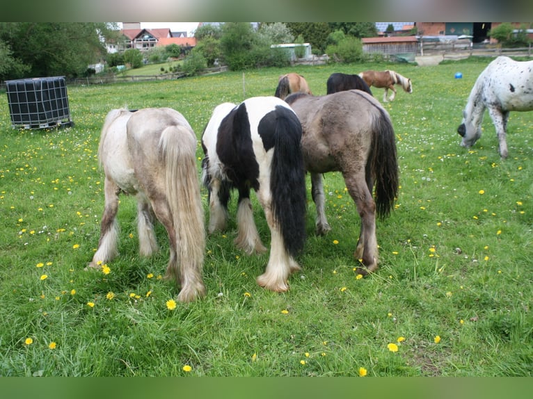 Konik Mix Mare 1 year 14,1 hh in Calden