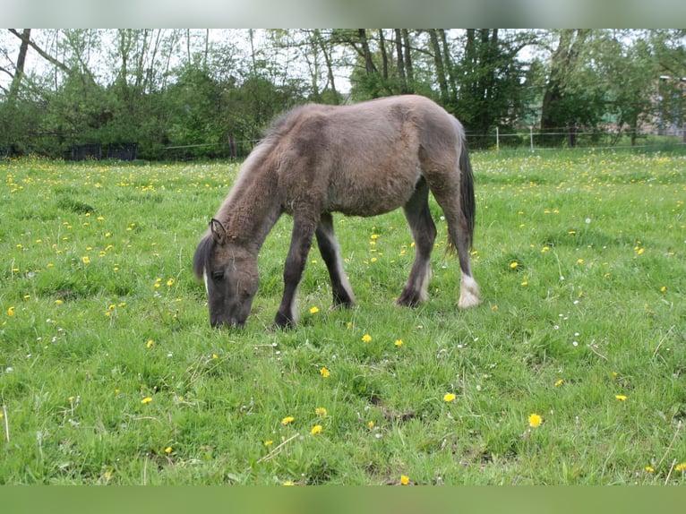Konik Mix Mare 1 year 14,1 hh in Calden