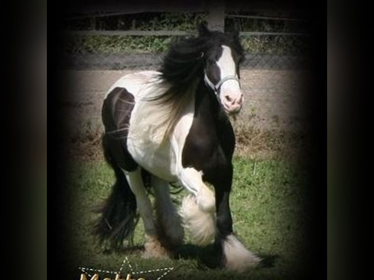 Konik Mix Mare 1 year 14,1 hh in Calden