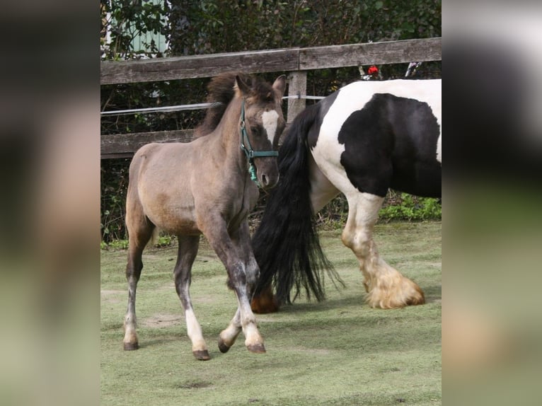 Konik Mix Mare 1 year 14,1 hh in Calden