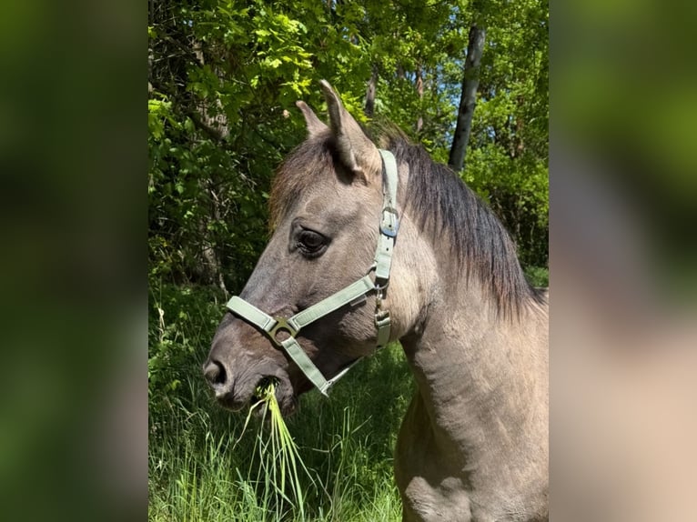Konik Mare 21 years 13,3 hh Dun in Cadolzburg Konik Mare 21 years 13,3 hh Dun in Cadolzburg