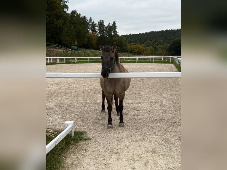 Konik Mare 21 years 13,3 hh Dun in Cadolzburg Konik Mare 21 years 13,3 hh Dun in Cadolzburg