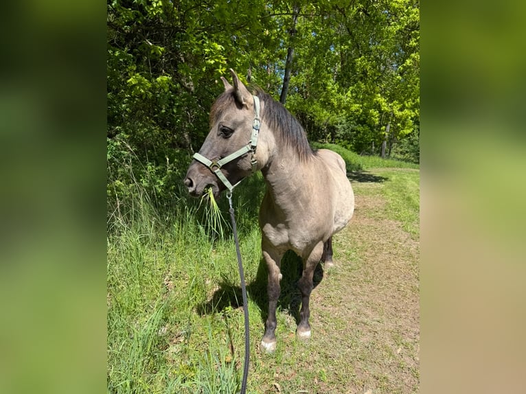 Konik Mare 21 years 13,3 hh Dun in Cadolzburg Konik Mare 21 years 13,3 hh Dun in Cadolzburg