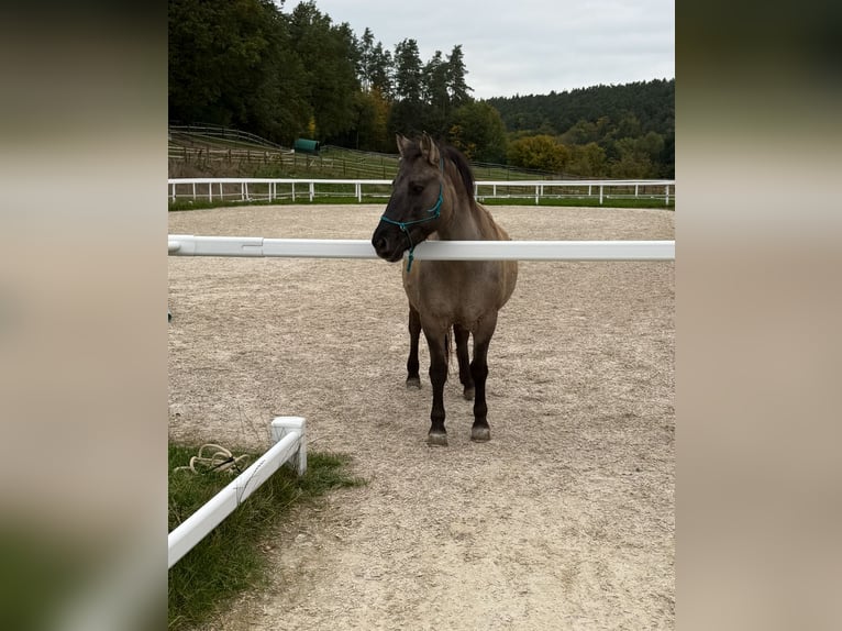 Konik Mare 21 years 13,3 hh Dun in Cadolzburg Konik Mare 21 years 13,3 hh Dun in Cadolzburg