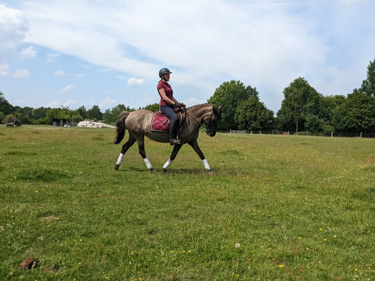 Konik Mare 22 years 14 hh Grullo in Warder