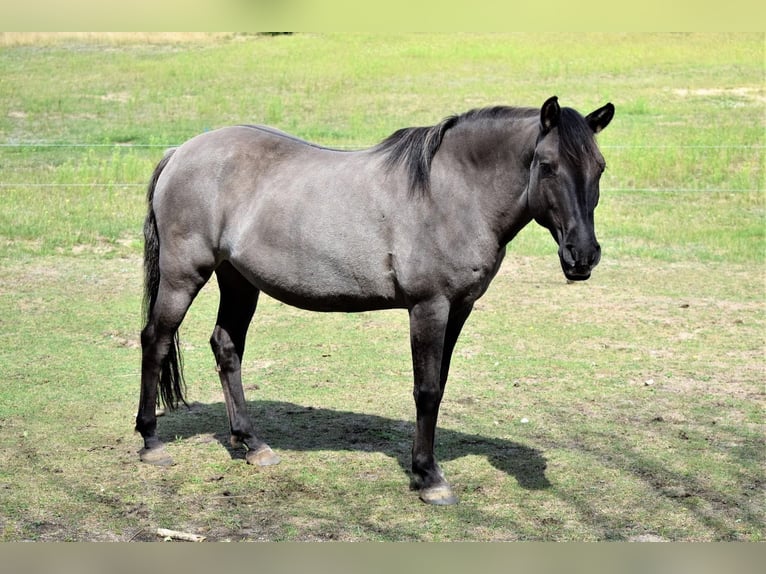 Konik Mare 22 years 14 hh Grullo in Warder