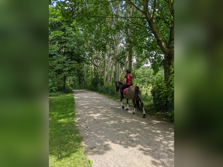 Konik Mare 22 years 14 hh Grullo in Warder