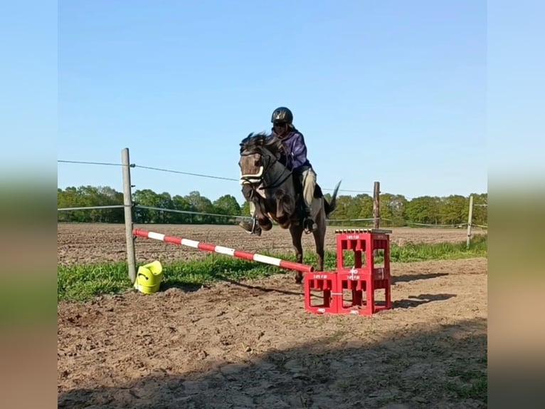 Konik Mare 23 years 12,1 hh Dun in Bremerv&#xF6;rde