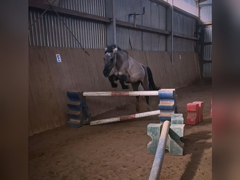 Konik Mare 23 years 12,1 hh Dun in Bremerv&#xF6;rde