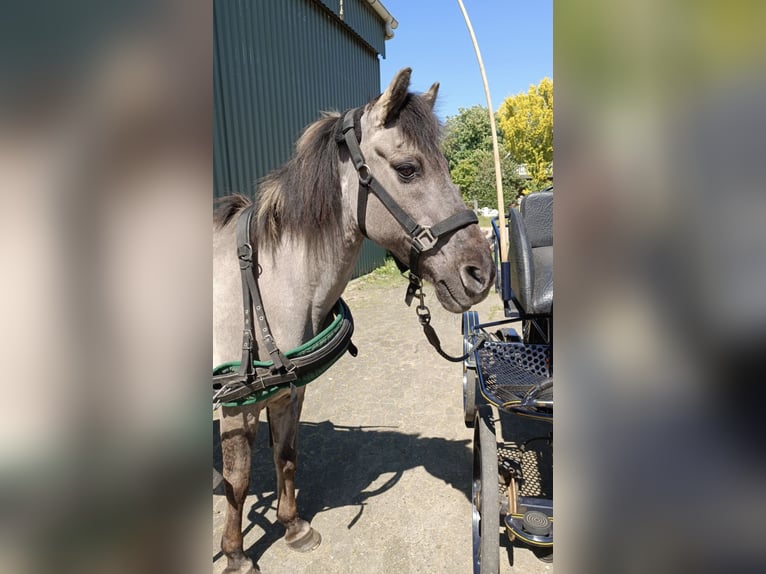 Konik Mare 23 years 12,1 hh Dun in Bremerv&#xF6;rde