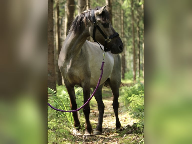Konik Mare 23 years 12,1 hh Dun in Bremerv&#xF6;rde