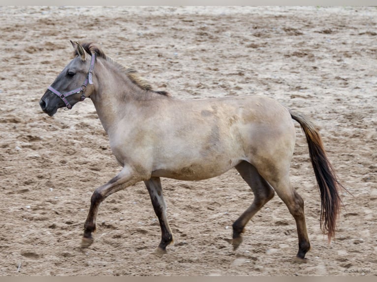 Konik Mare 2 years 13,1 hh Dun in Adelsheim