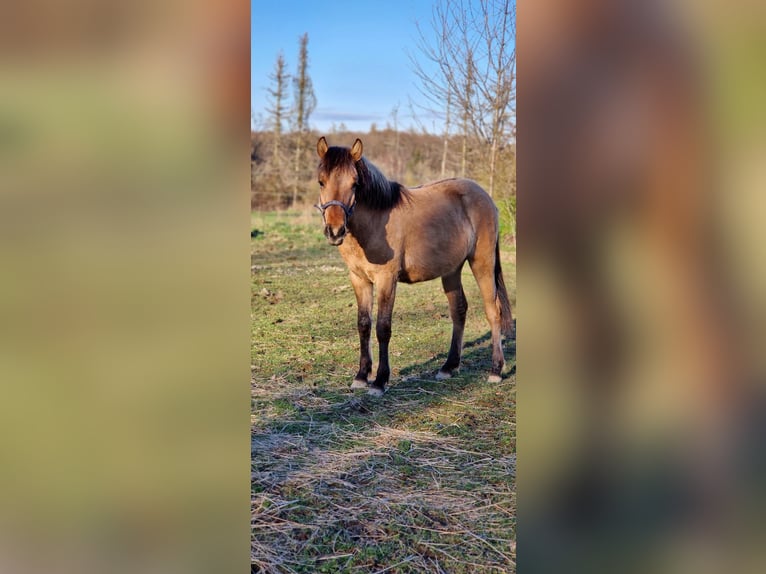 Konik Mix Mare 3 years 12,2 hh Dun in Schlangenbad