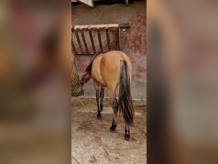 Konik Mix Mare 3 years 12,2 hh Dun in Schlangenbad