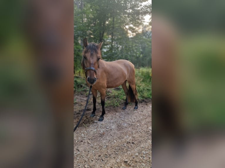 Konik Mix Mare 3 years 12,2 hh Dun in Schlangenbad