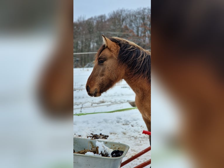 Konik Mix Mare 3 years 12,2 hh Dun in Schlangenbad