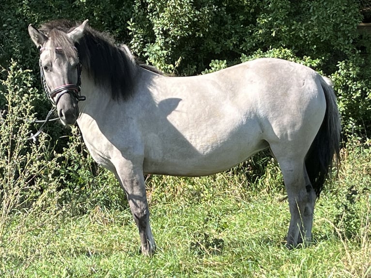 Konik Mare 3 years 12,2 hh Grullo in Ursensollen