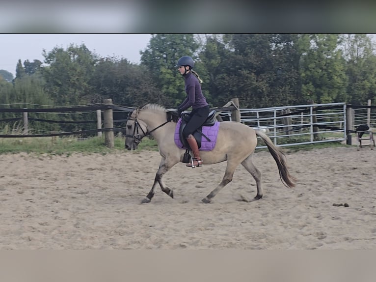 Konik Mix Mare 3 years 12,2 hh Dun in M&#xFC;lheim an der Ruhr
