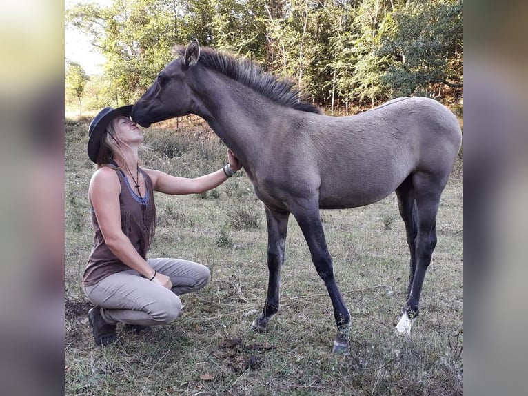Konik Mix Mare 3 years 13.2 hh Grullo in Montjardin