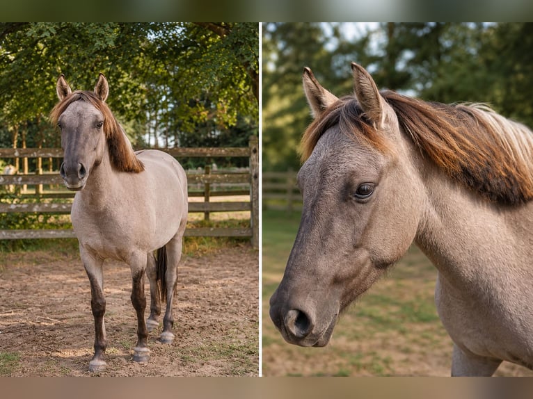 Konik Mare 3 years 13 hh Dun in Kaulille