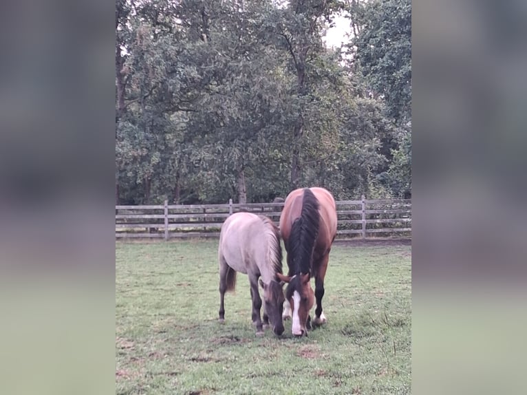 Konik Mare 3 years 13 hh Dun in Kaulille