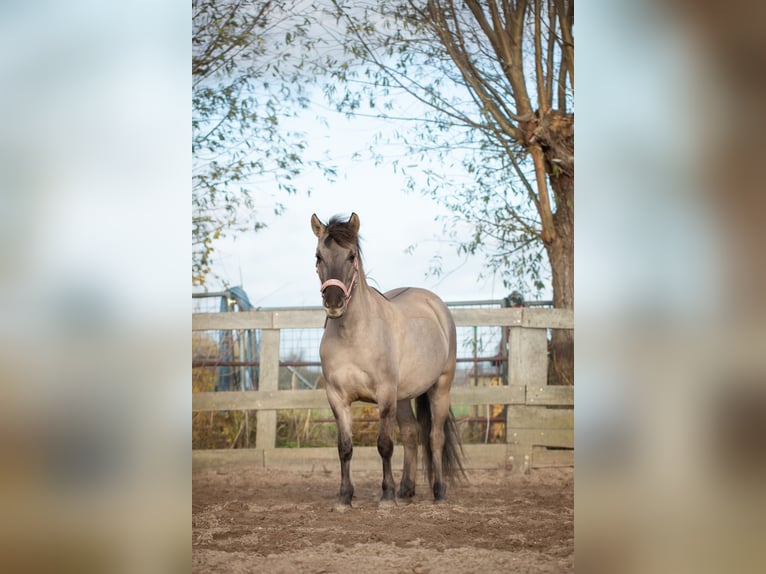 Konik Mare 3 years 13 hh Grullo in Dordrecht