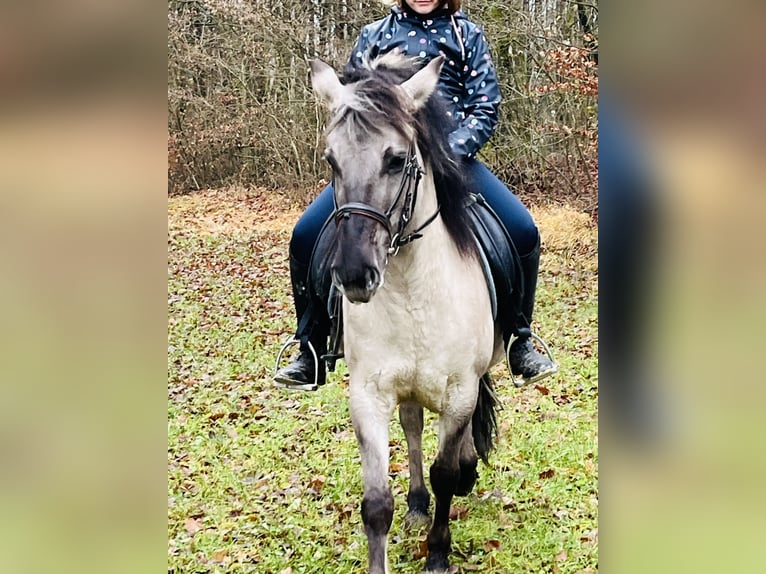 Konik Mare 4 years 12,2 hh Grullo in Ursensollen